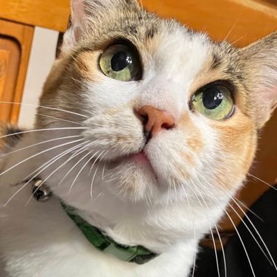 まきぶろ